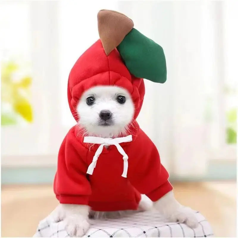 Pumpkin Pup Hoodie for Halloween Fun and Fall Photos Puppy Whippd
