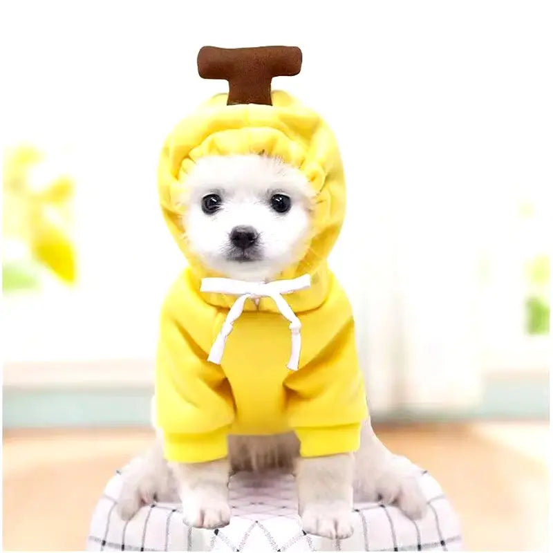 Pumpkin Pup Hoodie for Halloween Fun and Fall Photos Puppy Whippd